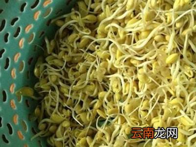 豆芽怎么生