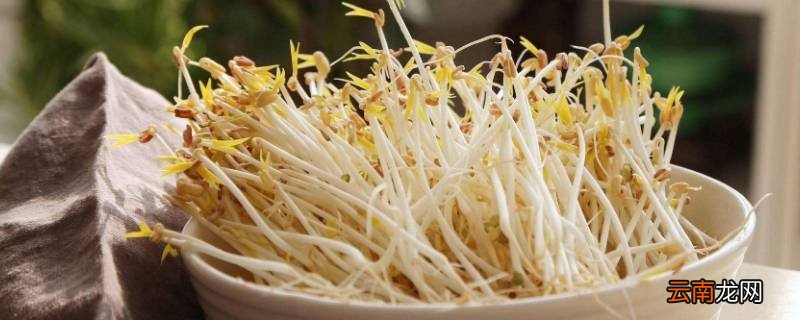 豆芽怎么生