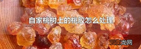 自家桃树上的桃胶怎么处理