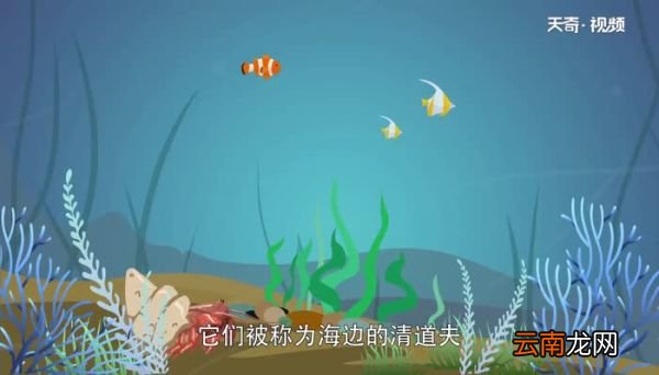 寄居蟹吃什么 寄居蟹以什么为食