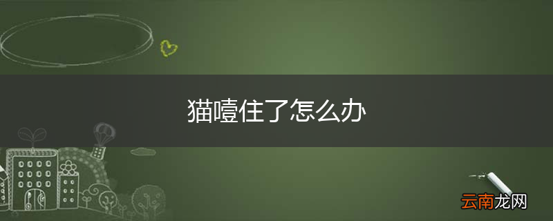 猫噎住了怎么办