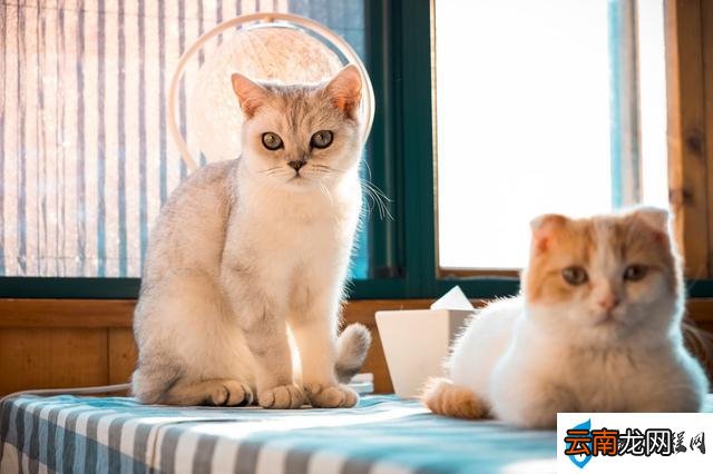 猫咪吃鸡蛋的正确方法 幼猫可以吃蛋黄吗