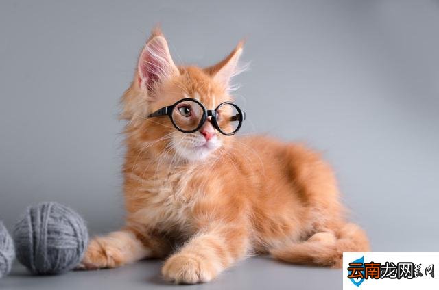 猫咪吃鸡蛋的正确方法 幼猫可以吃蛋黄吗