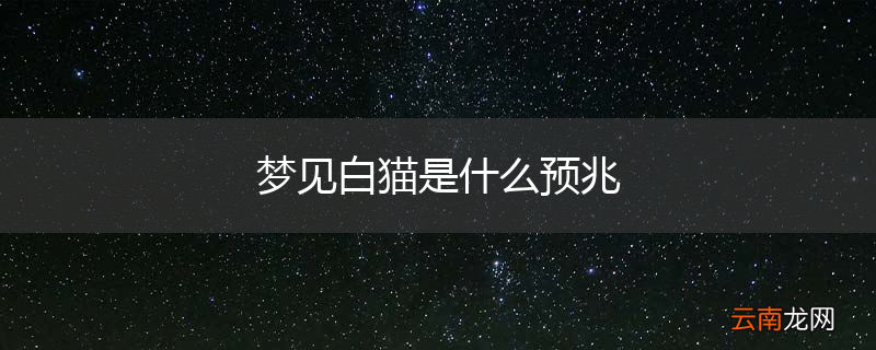 梦见白猫是什么预兆