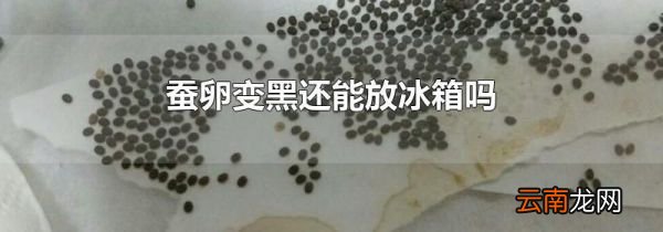 蚕卵变黑还能放冰箱吗
