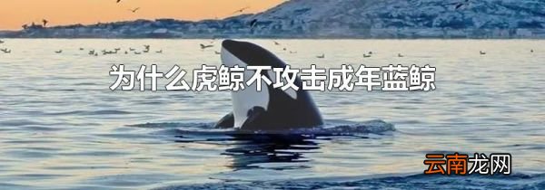 为什么虎鲸不攻击成年蓝鲸