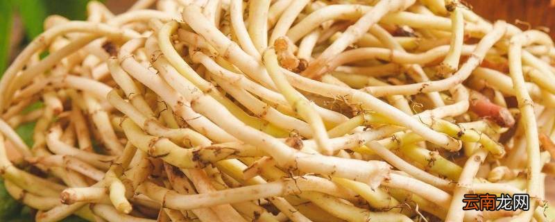 鱼腥草常见吗
