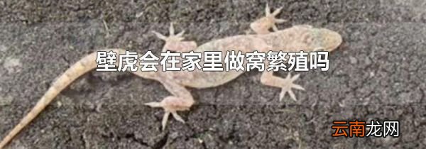 壁虎会在家里做窝繁殖吗