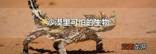 沙漠里可怕的生物