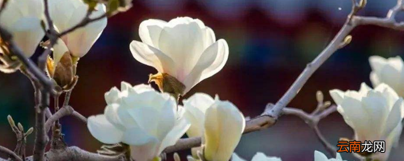 玉兰为什么称为鬼花