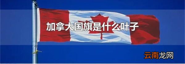 加拿大国旗是什么叶子