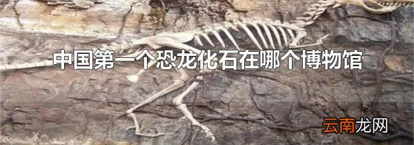中国第一个恐龙化石在哪个博物馆