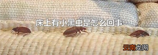 床上有小黑虫是怎么回事
