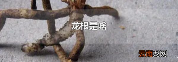 龙根是啥