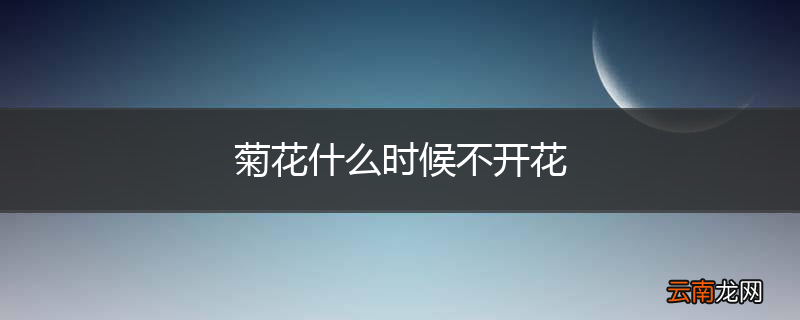 菊花什么时候不开花