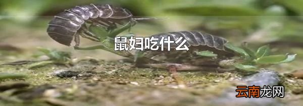鼠妇吃什么