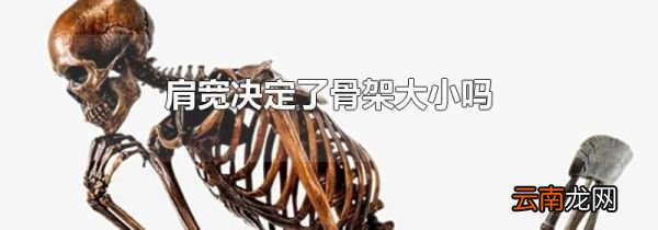肩宽决定了骨架大小吗