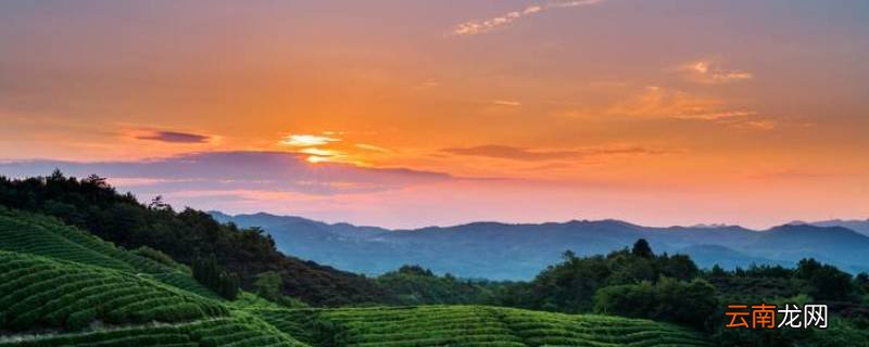 云南六大茶山