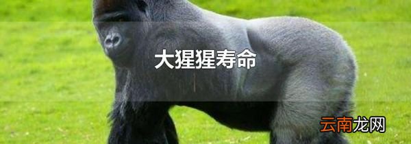 大猩猩寿命