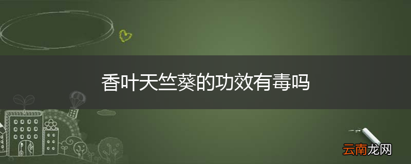 香叶天竺葵的功效有毒吗