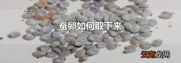 蚕卵如何取下来