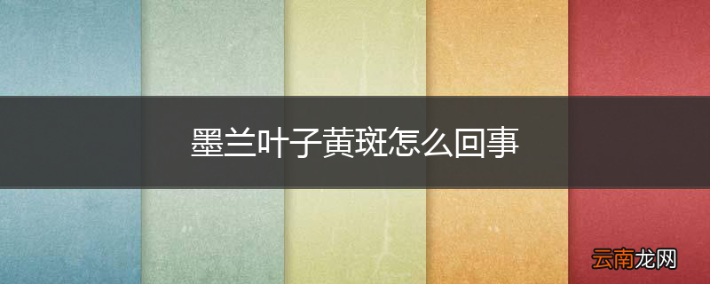 墨兰叶子黄斑怎么回事