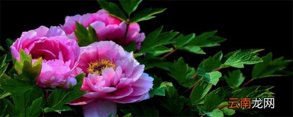 太阳花花语 太阳花的花语是什么