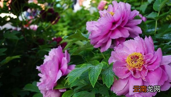 太阳花花语 太阳花的花语是什么