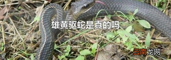 雄黄驱蛇是真的吗