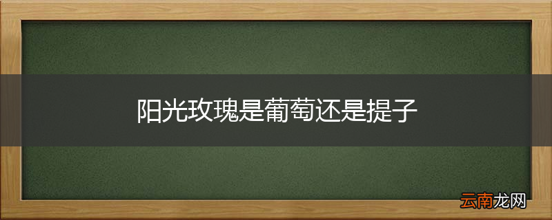 阳光玫瑰是葡萄还是提子