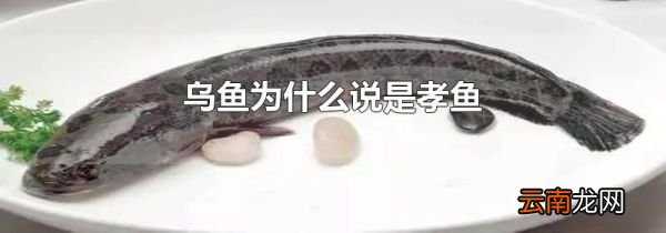 乌鱼为什么说是孝鱼