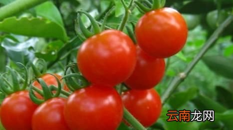 为什么番茄是蔬菜不是水果类呢？