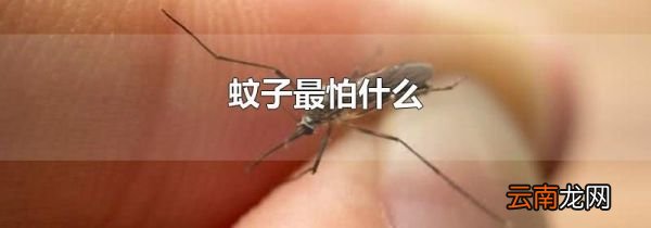 蚊子最怕什么