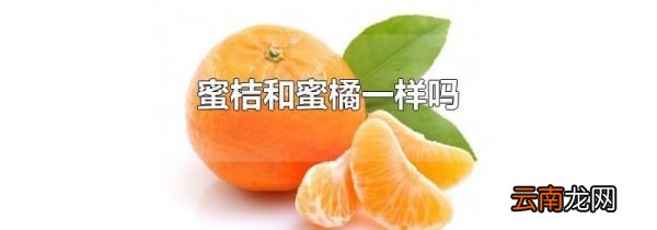 蜜桔和蜜橘一样吗