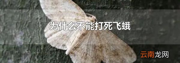 为什么不能打死飞蛾
