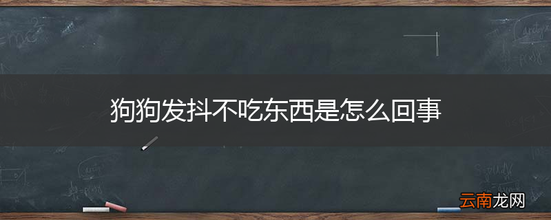 狗狗发抖不吃东西是怎么回事