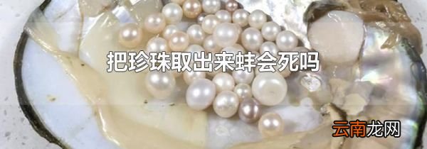 把珍珠取出来蚌会死吗