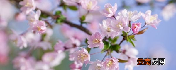 春是一篇什么体裁的 春是一篇什么体裁的文章