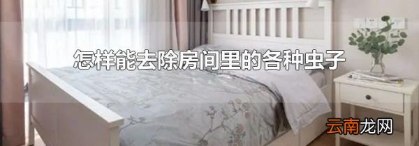 怎样能去除房间里的各种虫子