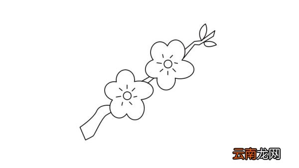 梅花简笔画 梅花简笔画步骤