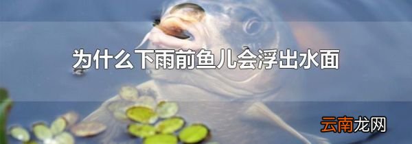 为什么下雨前鱼儿会浮出水面
