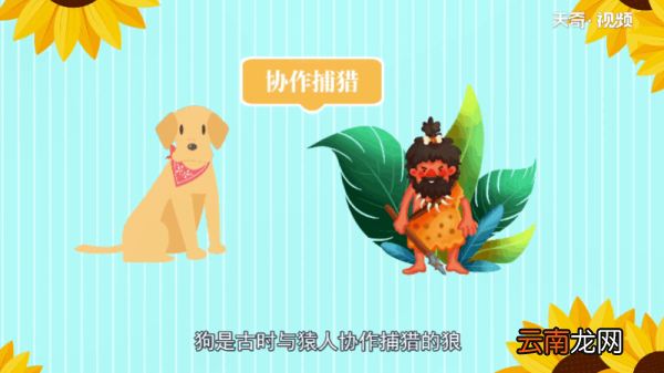狼是色盲吗