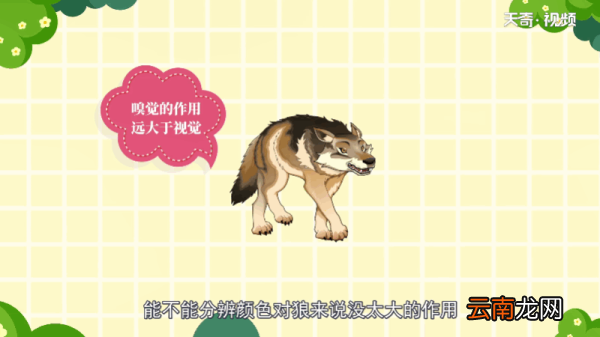狼是色盲吗