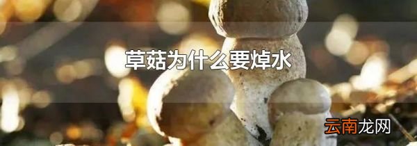 草菇为什么要焯水