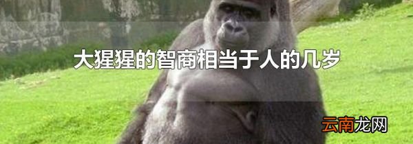 大猩猩的智商相当于人的几岁