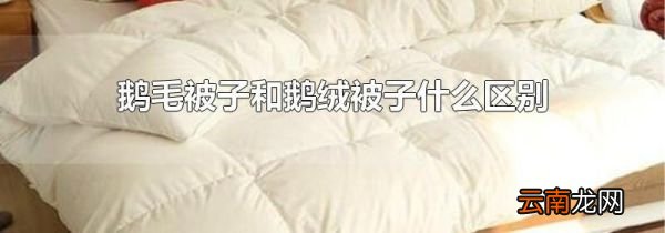 鹅毛被子和鹅绒被子什么区别