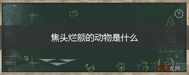 焦头烂额的动物是什么