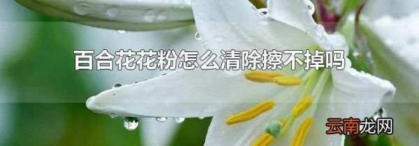百合花花粉怎么清除擦不掉吗