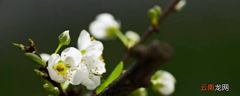 花是怎么来的