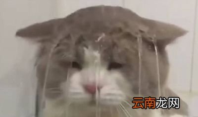 我太难了什么梗？